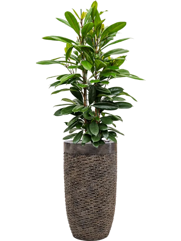 Ficus cyathistipula in Baq Luxe Lite Universe Layer Office Plant With Pot 164cm Height 32cm Dia