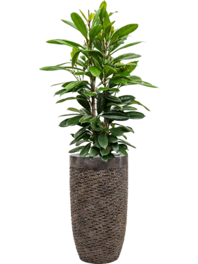 Ficus cyathistipula in Baq Luxe Lite Universe Layer Office Plant With Pot 164cm Height 32cm Dia